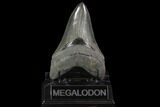 Serrated, Fossil Megalodon Tooth - Georgia #95490-1